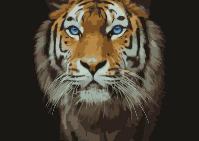 tigras 3