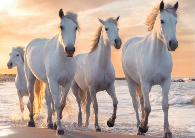 laukiniai balti arkliai zirgai papludymyje prie juros blizganciu deimantuku deliojamas  paveikslas dovana teciui sunui vaikinui seneliui anukui krikstasuniui broliui vaikinui